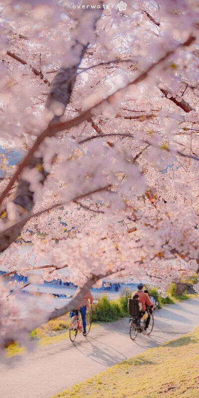 花花，风景，油画，超级少女风格壁纸