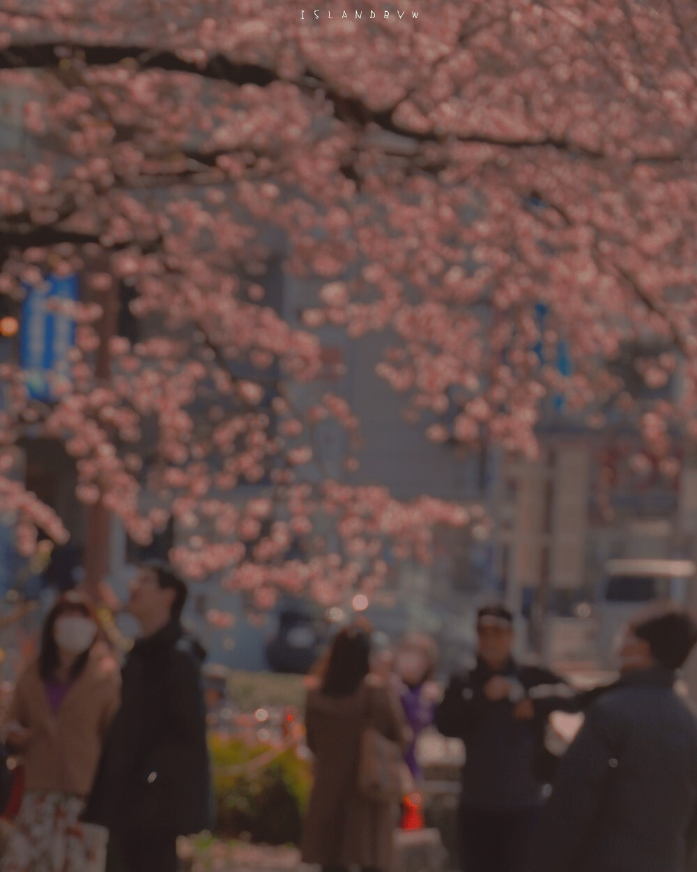 是春日（图源:微博亘年漫日）