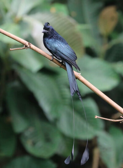 大盘尾（学名：Dicrurus paradiseus）属于卷尾科卷尾属的鸟类，是体大（35厘米，尾部延长未计）的闪光黑色卷尾。俗名带箭鸟、长尾姑、大拍卷尾。中国大陆分布于海南、云南等地，主要栖息于热带阔叶雨林、活动于原始…