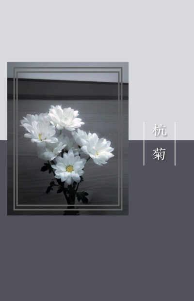 杭菊 简约