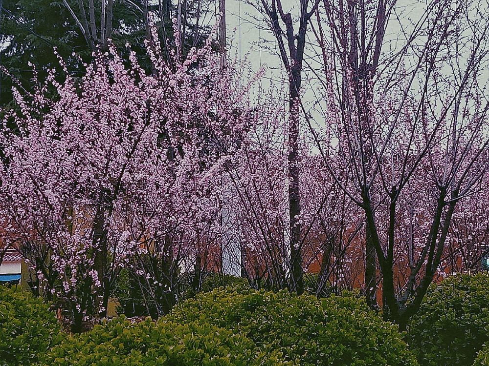 春日壁纸.
花开了
到时见