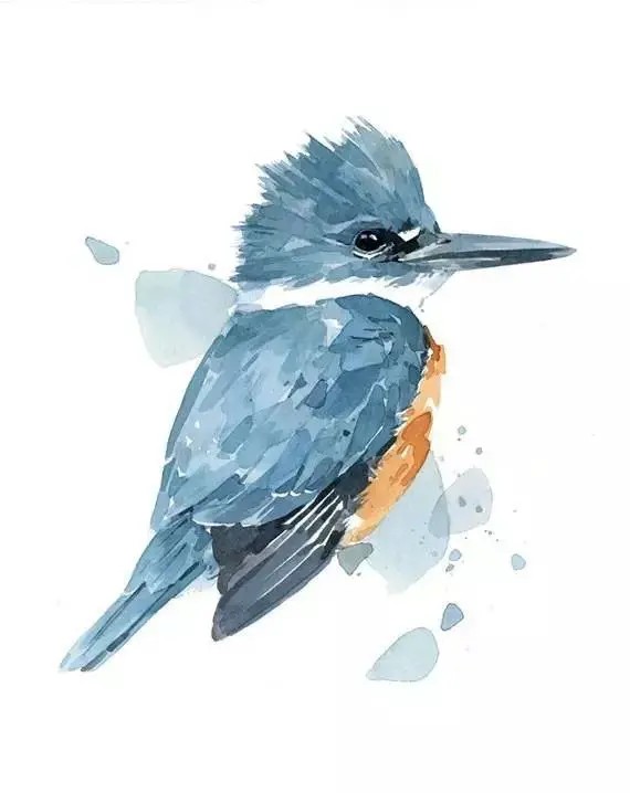 水彩鸟