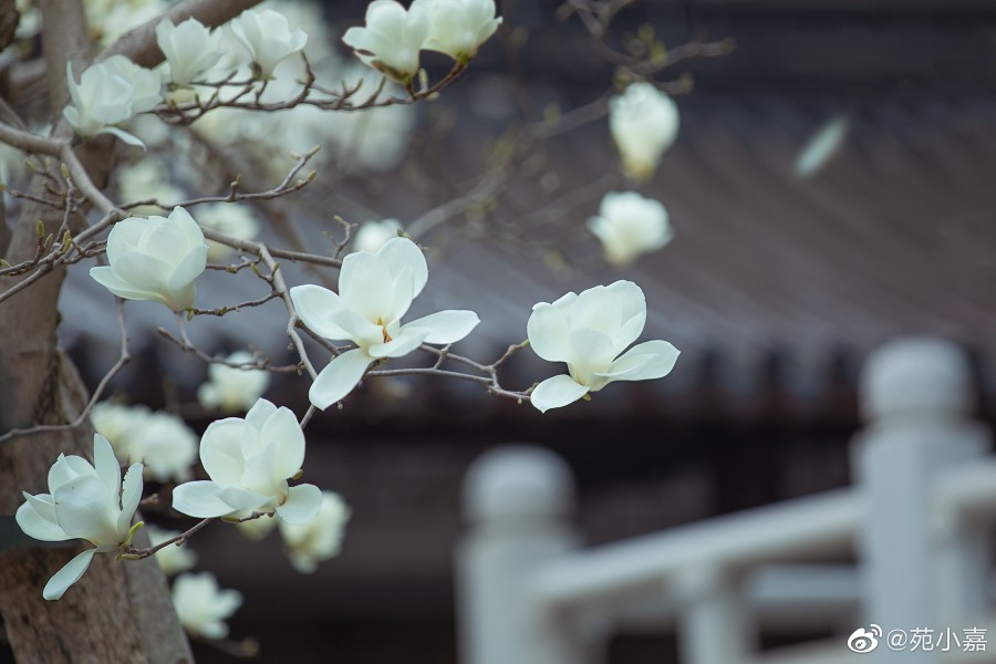 春分
去年拍的南京灵谷寺玉兰花
“青山一道同云雨，明月何曾是两乡”
摄影@苑小嘉
