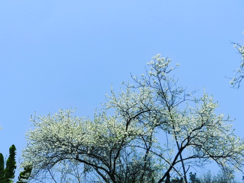 春暖的花开