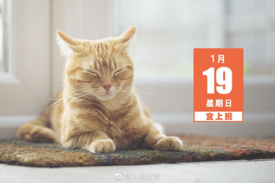 可爱的猫猫