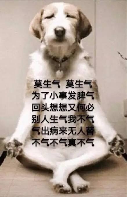 狗子闭目打坐：莫生气