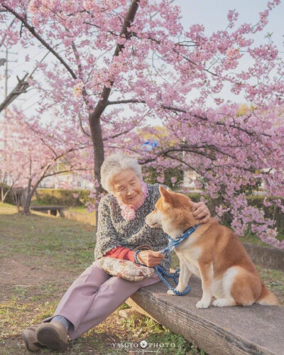 樱花树下的奶奶和柴犬，温馨又治愈。