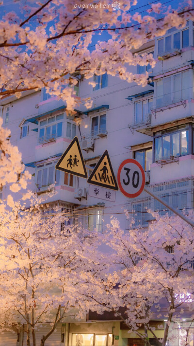 樱花街道
摄影者:@overwater