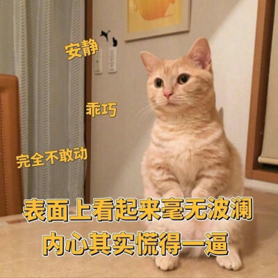 猫咪
沙雕