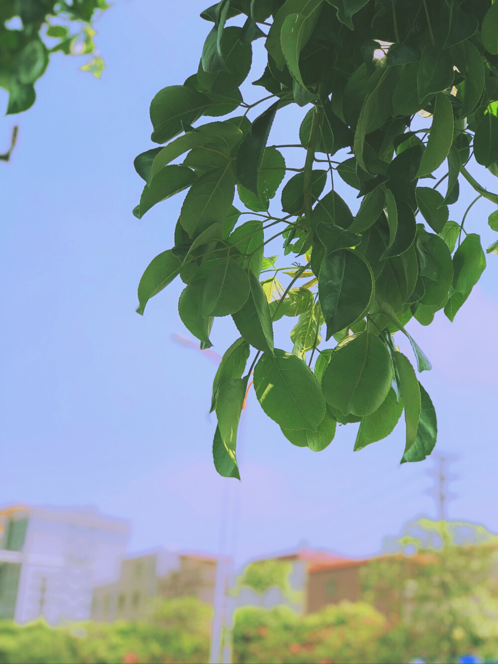 夏日的糖水