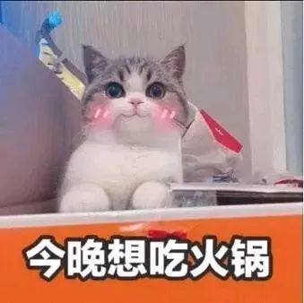 小猫咪