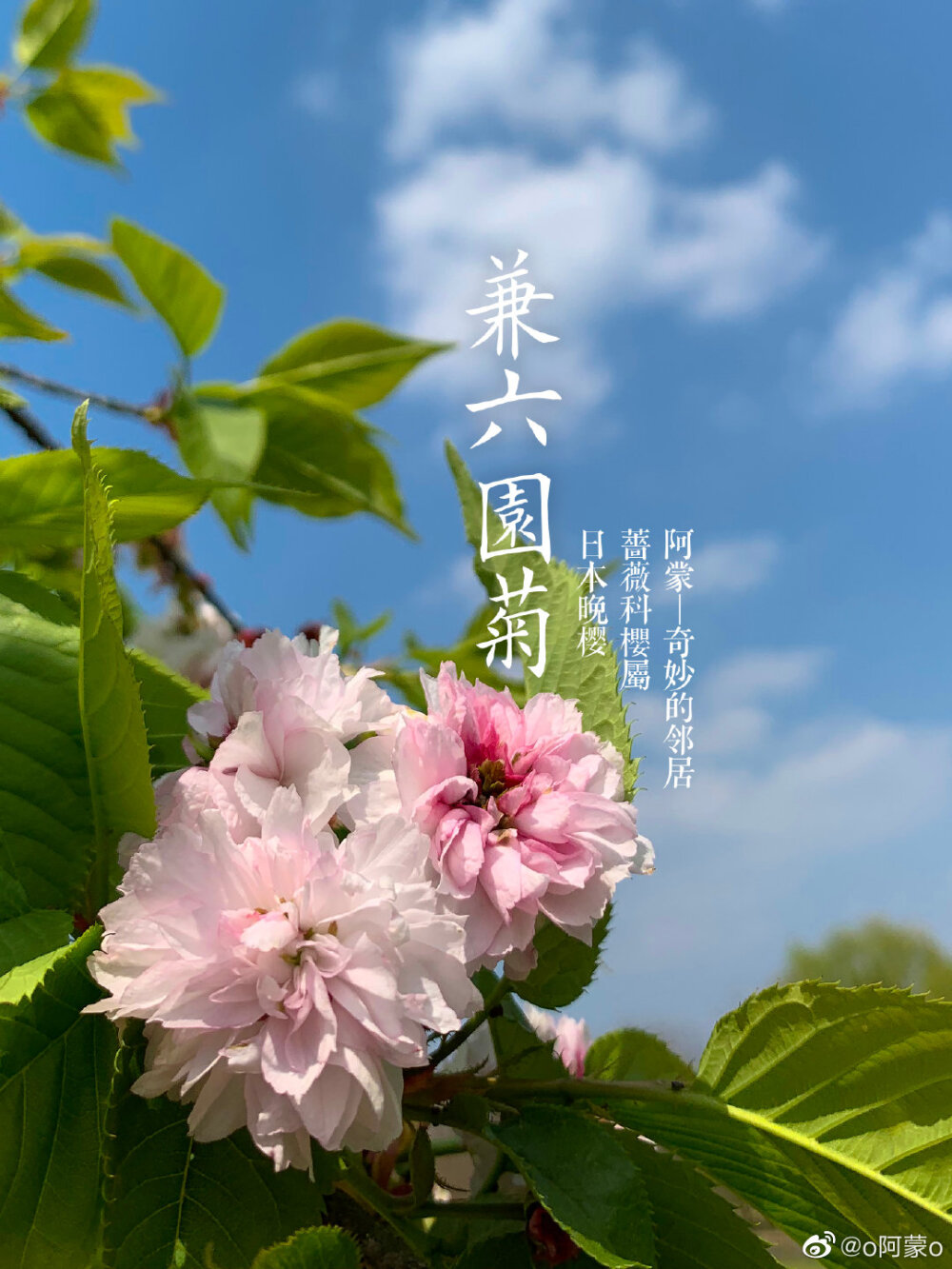 日本晚樱种类