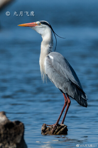 苍鹭@九月飞鹰001
