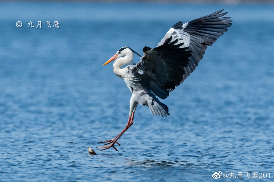 苍鹭@九月飞鹰001