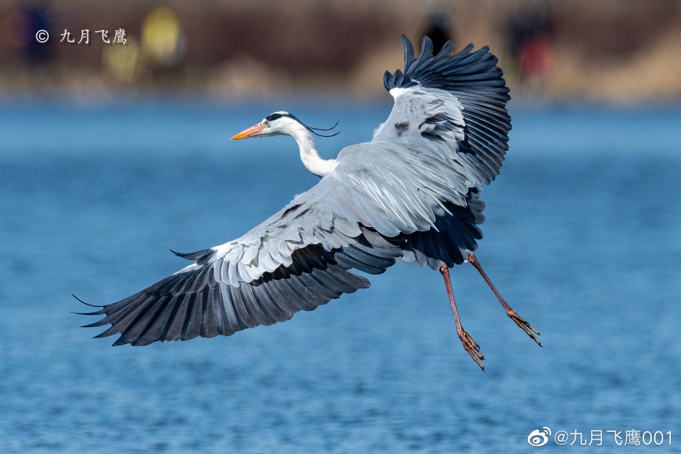 苍鹭@九月飞鹰001