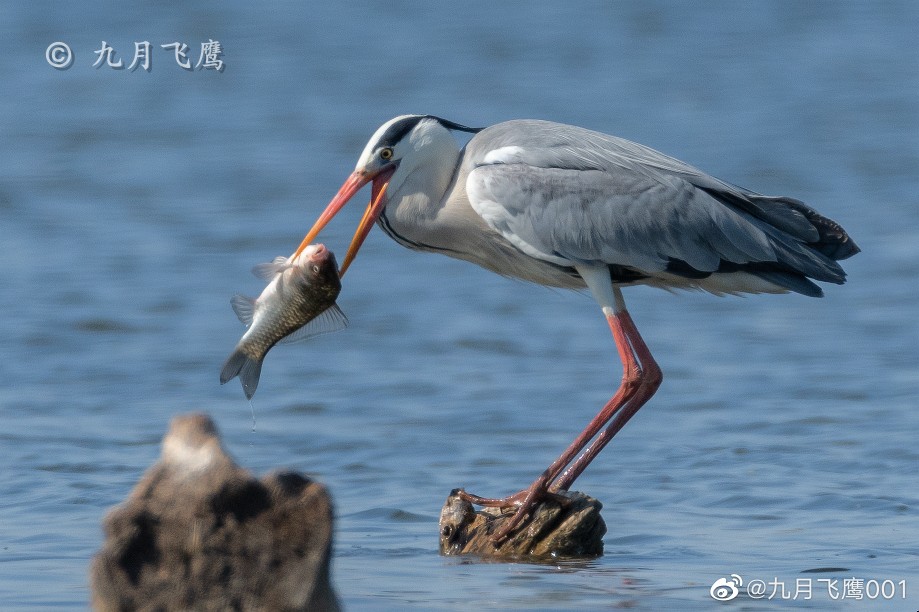 苍鹭@九月飞鹰001