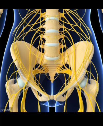 坐骨神经是最大的周围神经
