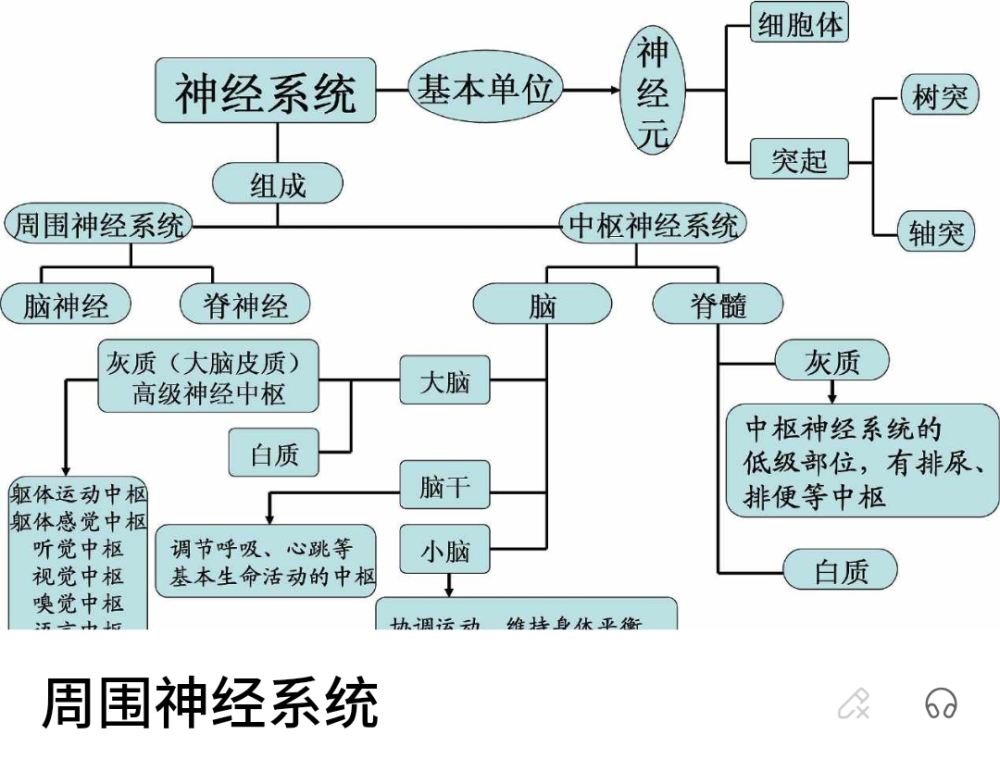 神经