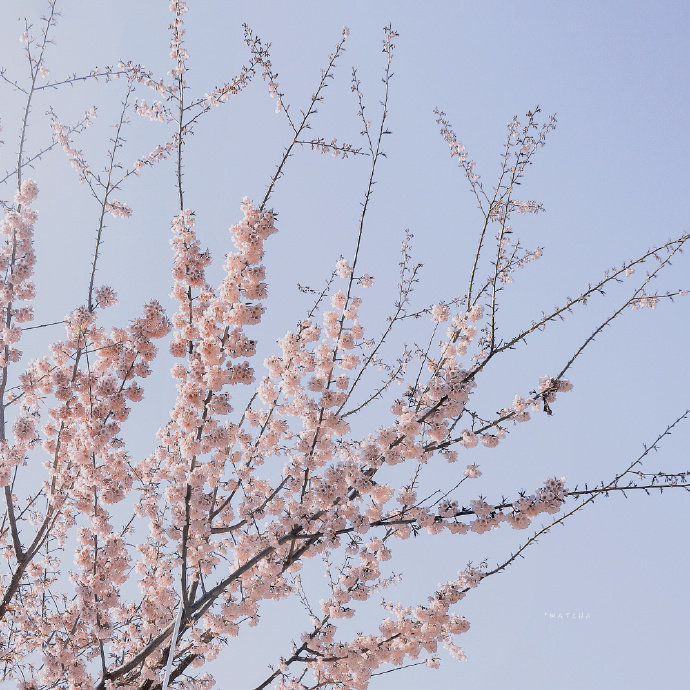 要一起看花吗