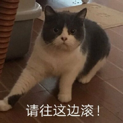 请往这边滚(喵星人表情包)