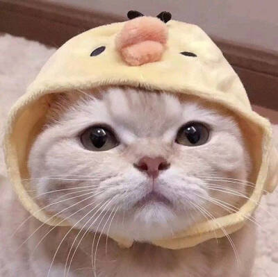 猫咪