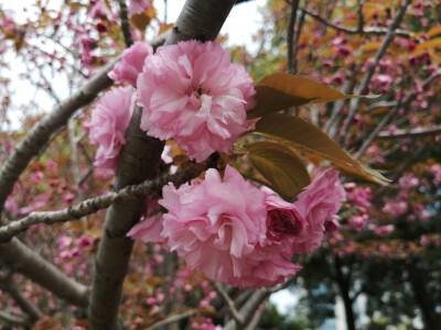 花花草草