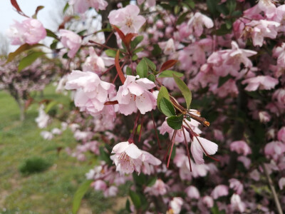 花花草草