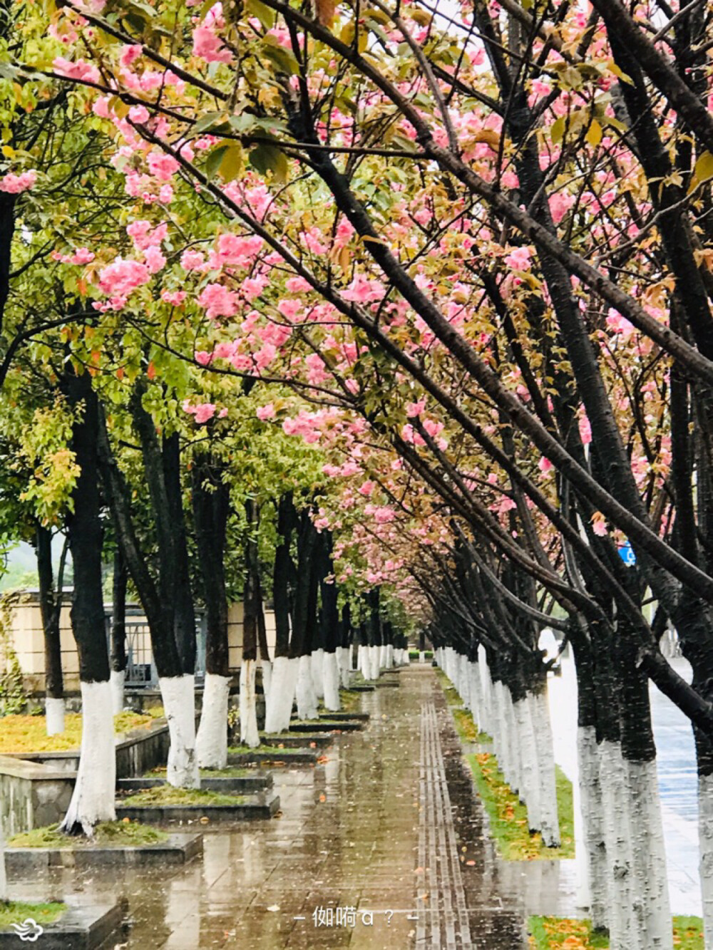 春已到，花已开