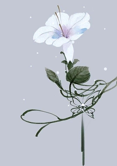 花饰·白色牵牛花