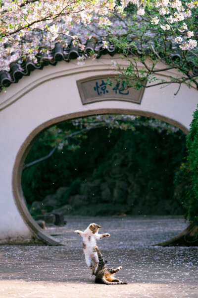 壁纸 背景 平铺 猫咪 