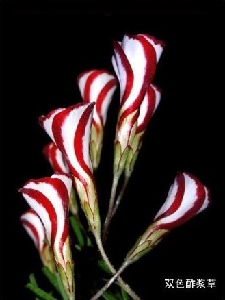 奇特的花
