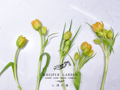 这次的郁金香品种名叫魔鬼（Tulip Double Orca），真的是魔鬼…1枝1头是郁金香的常态，2头算少见，3头更少，4头我之前只见过一次，而这一把，居然还有5个头的…5...个…头…