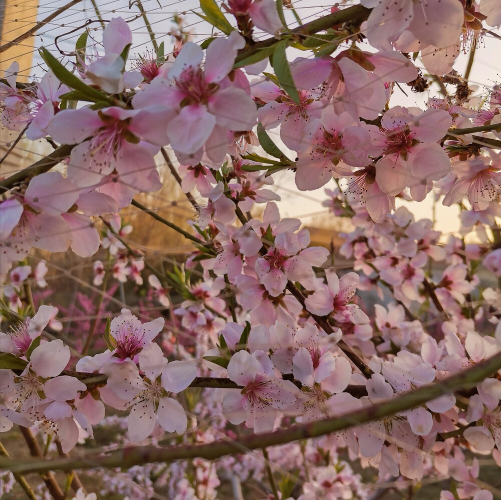 夕阳下的花花草草