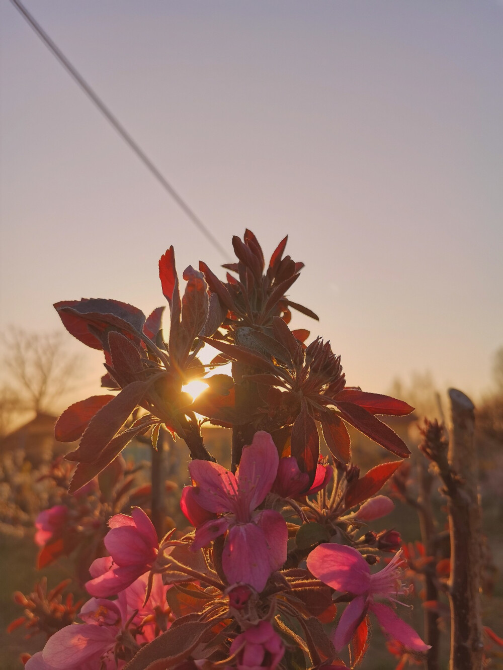 夕阳下的花花草草