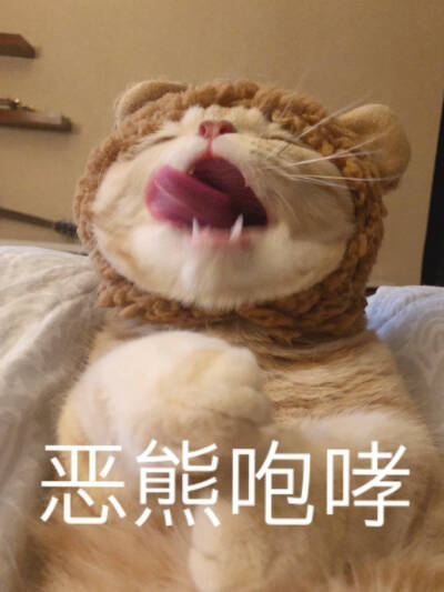 小猫咪表情包.阿烨截.