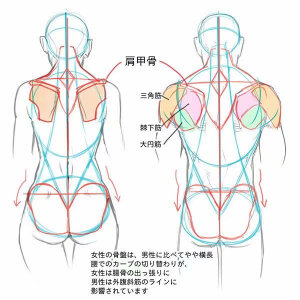 人体结构比例画画素材