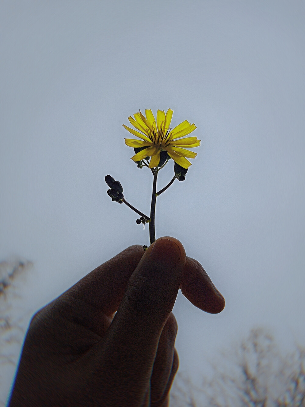 阳光，雏菊??