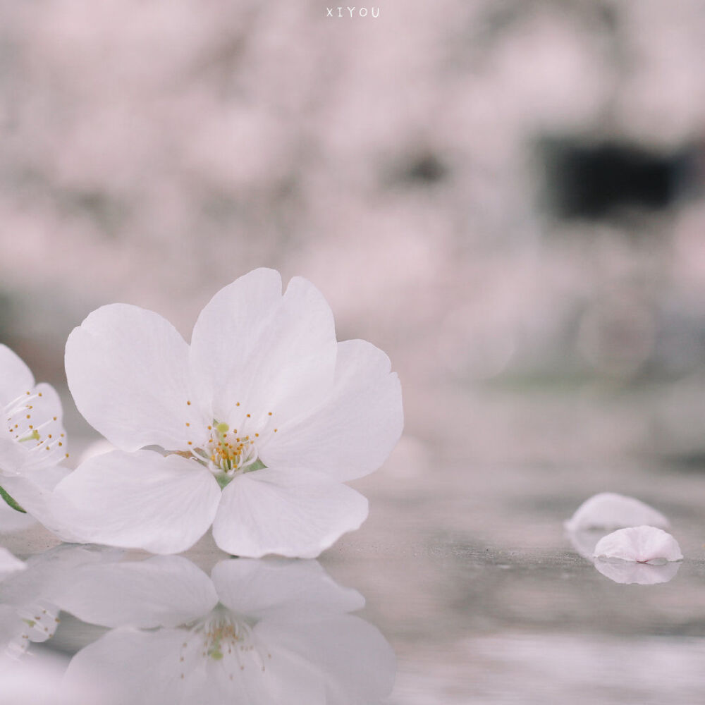 樱花樱花想见你