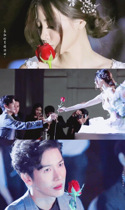 吹落的树叶 /logo