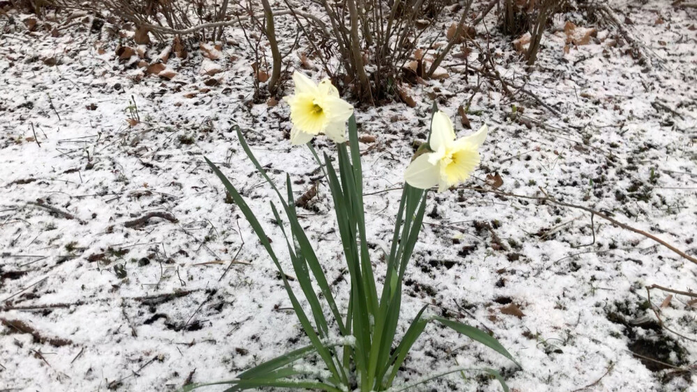 在汉堡的三月底，第一次玩雪真的太开心啦！