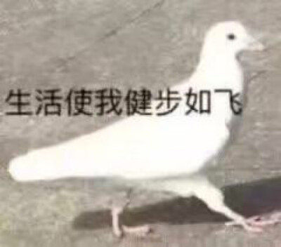 表情包