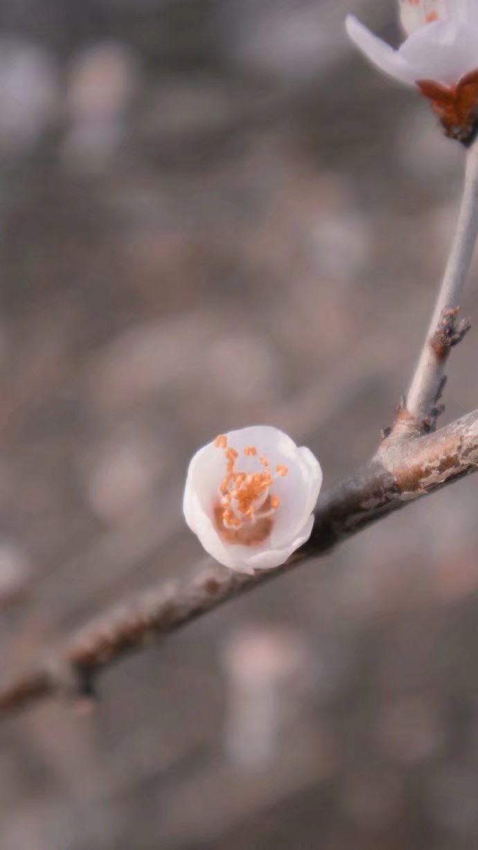 花枝春野