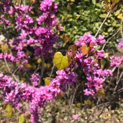 去公园赏花
看见了桃花
开心