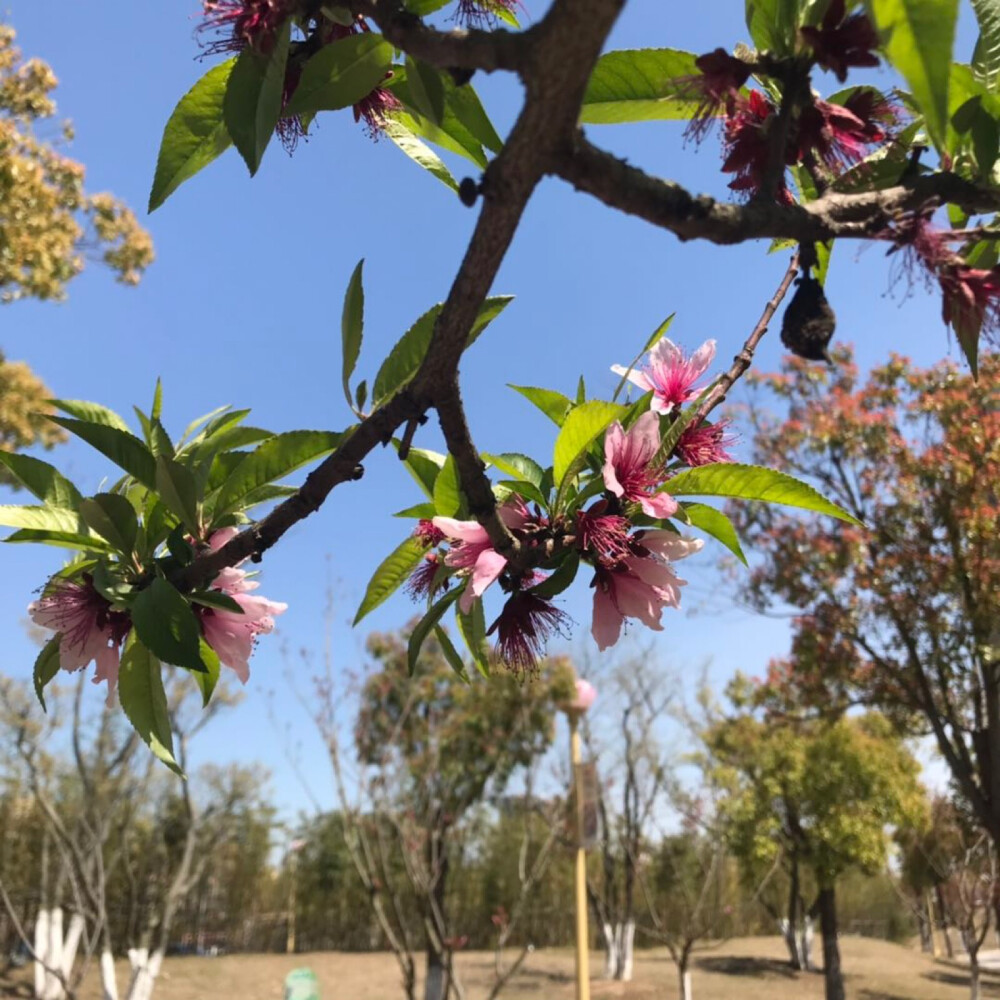 去公园赏花
看见了桃花
开心