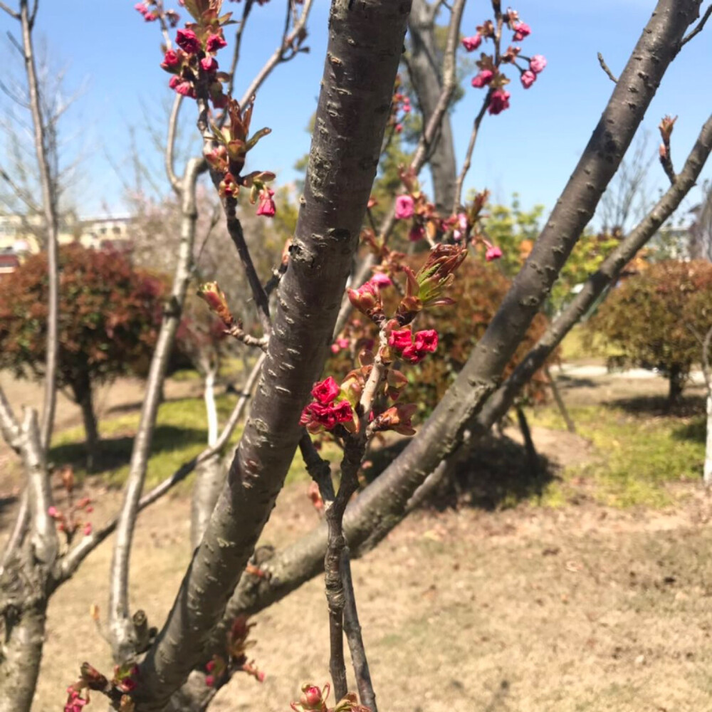 去公园赏花
看见了桃花
开心