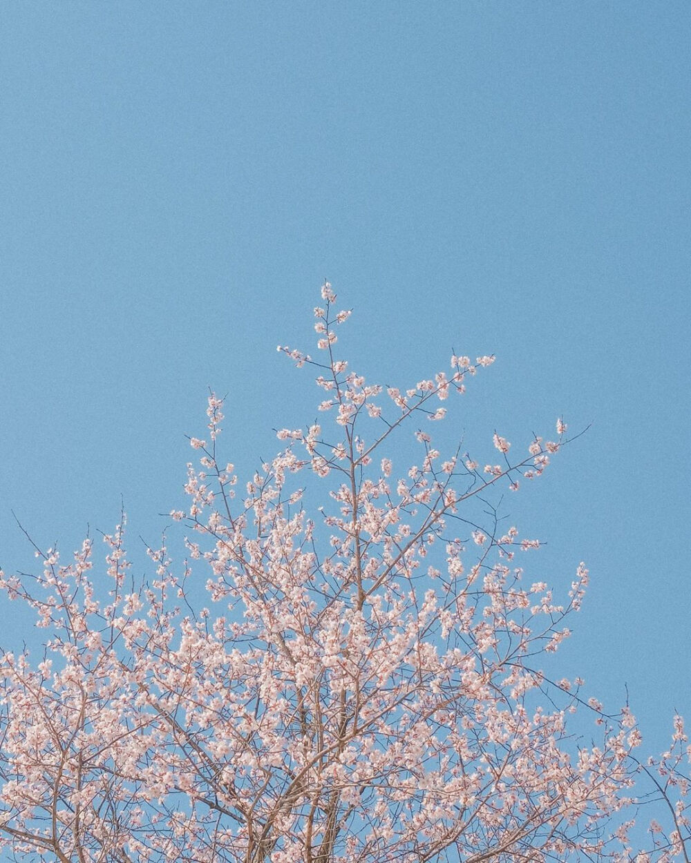 春天有樱花味的天空，以及一勺浓郁的風。