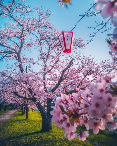 樱花小路