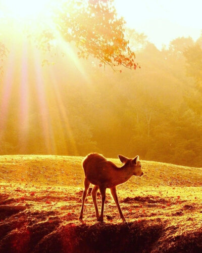 冗长的黑暗中，你是我唯一的光。——东野圭吾