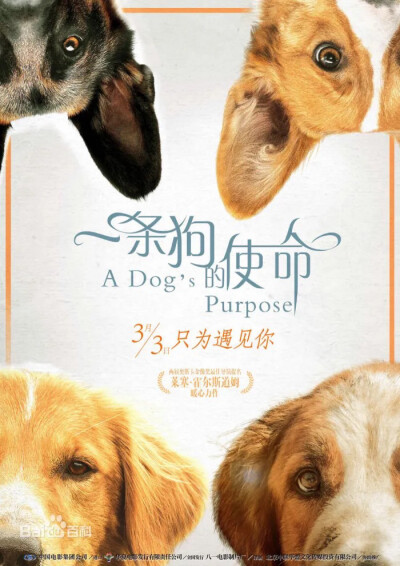 《一条狗的使命》电影以“狗”的视角、以动物的客观逻辑，刻画了4个不同家庭命运。春夏秋冬轮回几世，很感人的人与狗的故事.