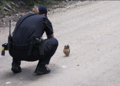 荷兰一个警察在路边发现了一只猫头鹰宝宝，猫头鹰宝宝一直呆呆站著，看著警察蜀黍。。。猫头鹰:“本宝宝迷路了”